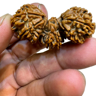 Natural Trijuti Rudraksha