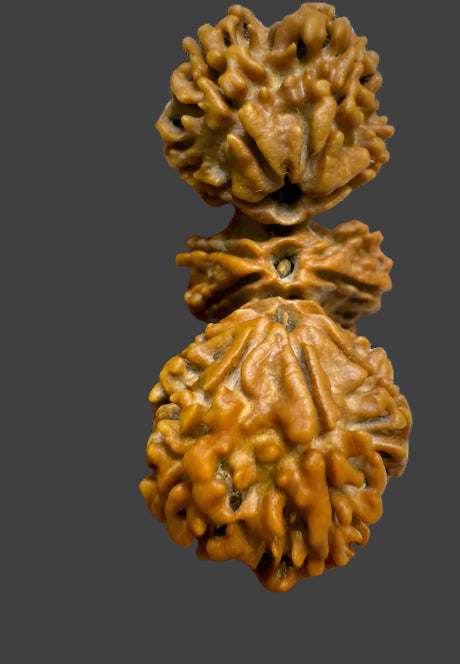 Natural Trijuti Rudraksha
