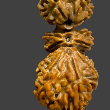 Natural Trijuti Rudraksha