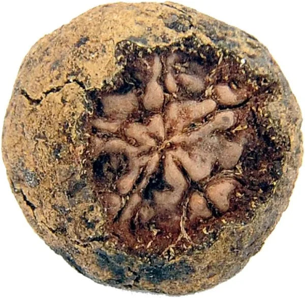 Original Raw Nepal Rudraksha Sacred Fruit-Tears of Lord Shiva for Offer